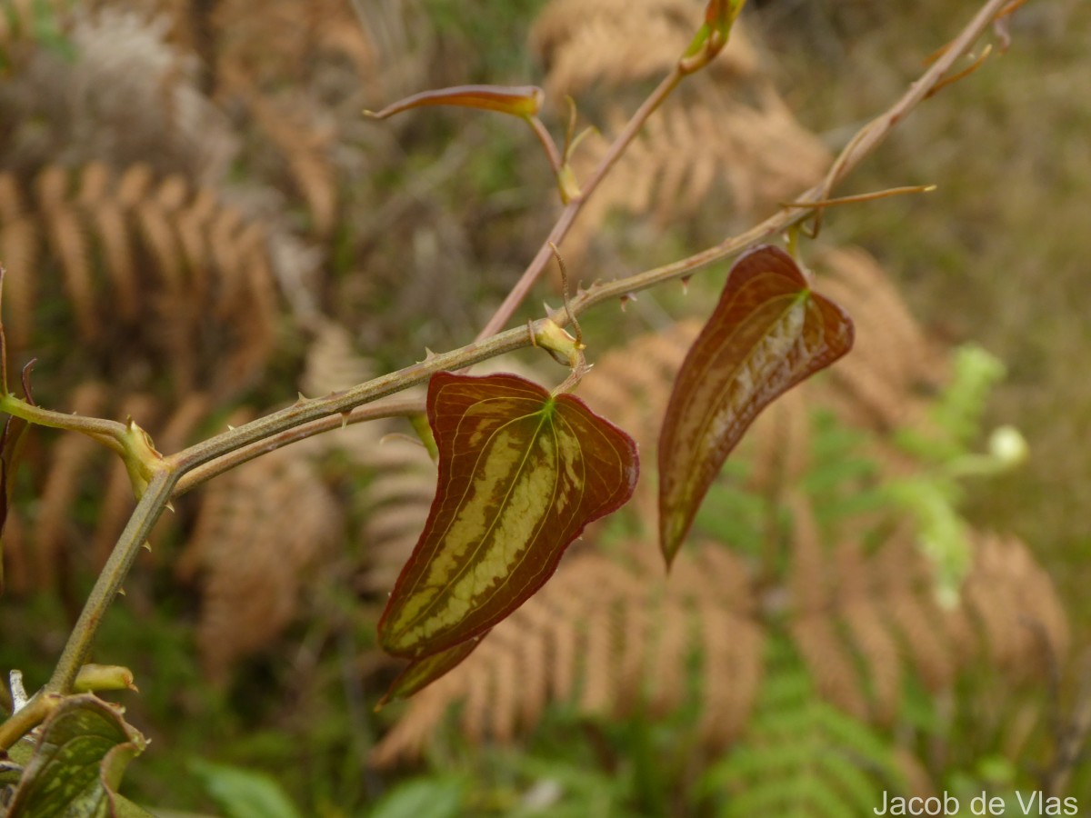 Smilax aspera L.